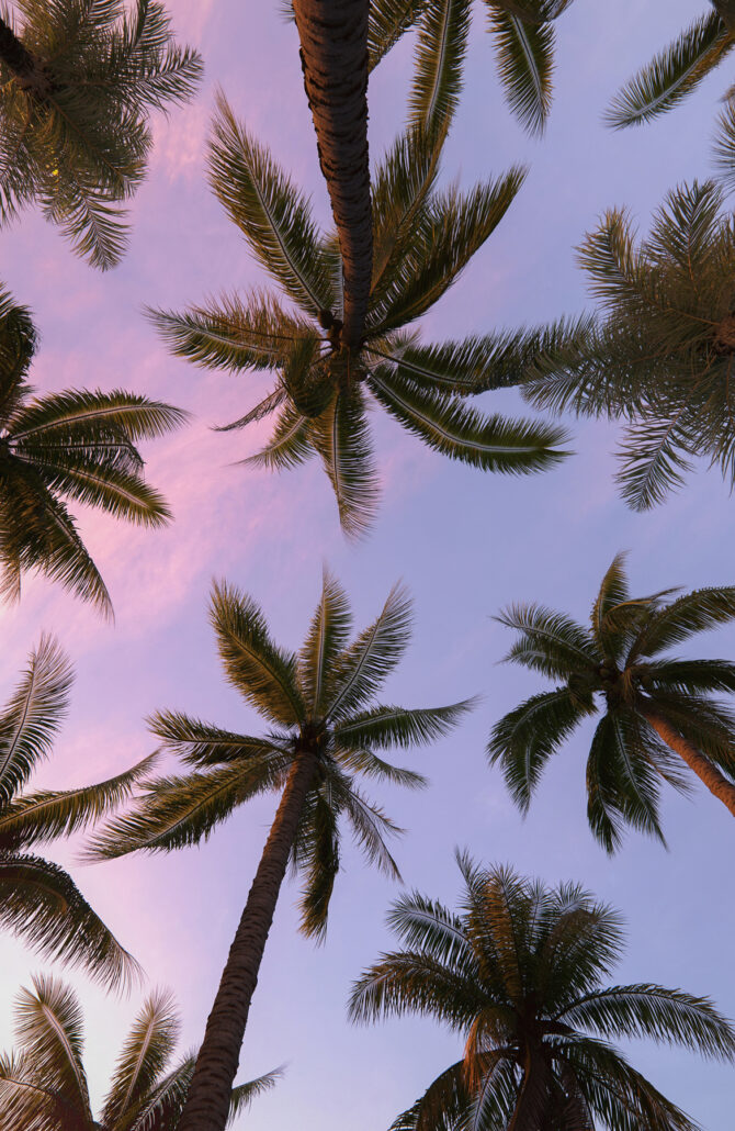 Les palmiers dans le ciel rose-violet de crépuscule